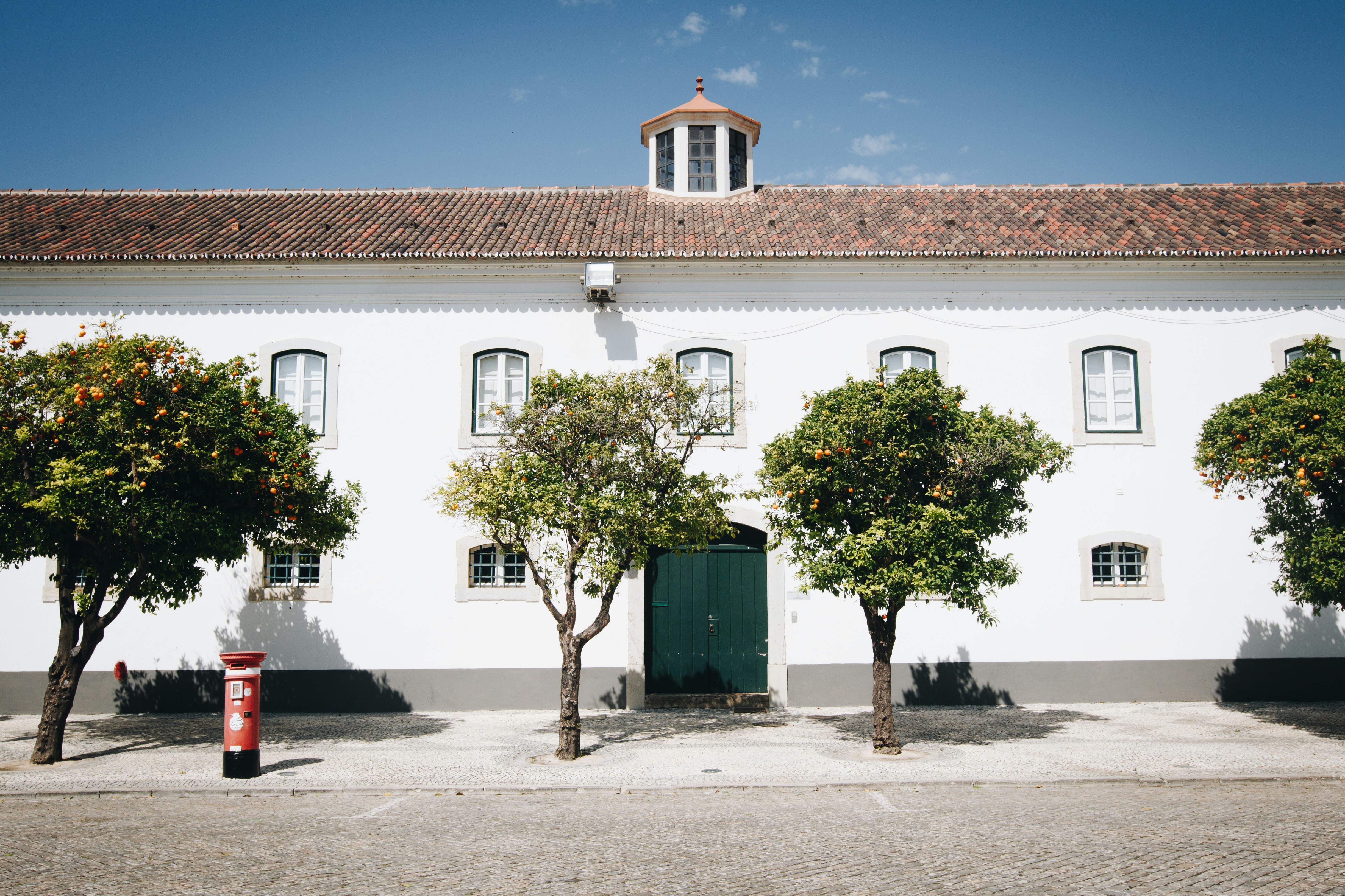 green-leafed tree beside white concrete building